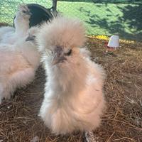 Galli e galline Moroseta