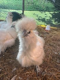 Galli e galline Moroseta