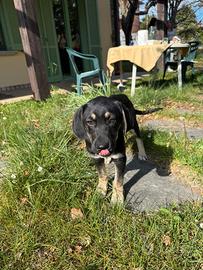 Cucciola in adozione meticcia femmina
