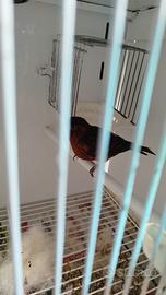 Uccelli canarini fattore rosso pronti top quality
