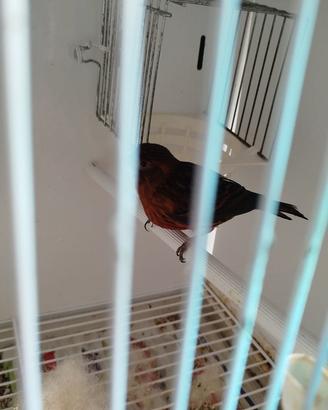 Uccelli canarini fattore rosso pronti top quality