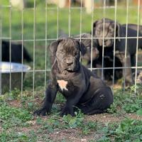 Cuccioli di cane corso