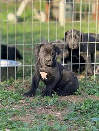 Cuccioli di cane corso