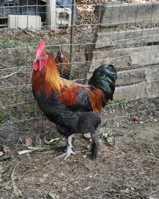 Gallo marans