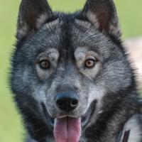 Siberian husky agouti disponibile x accoppiamento