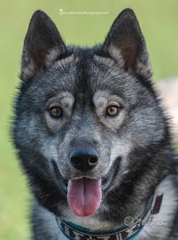 Siberian husky agouti disponibile x accoppiamento