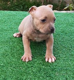 pitbull 
