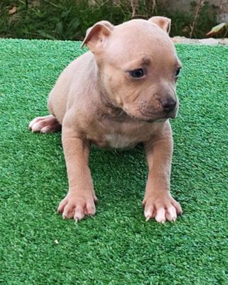 pitbull 