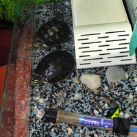 Tartarughe acquatici con acquario