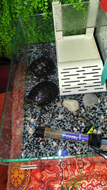 Tartarughe acquatici con acquario