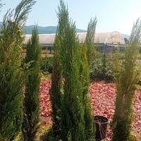 cipressi toscani vaso 33 già adulti 150/170 cm