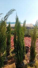 cipressi toscani vaso 33 già adulti 150/170 cm