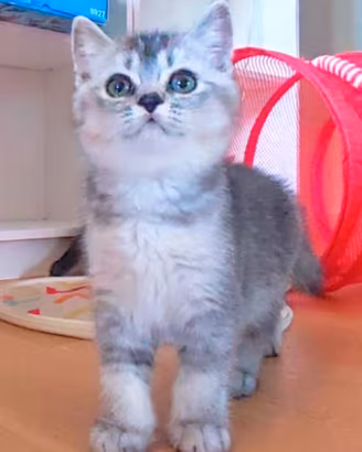 Cuccioli scottish straight