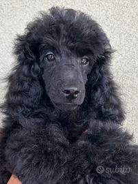 Barboncino Nano Nero