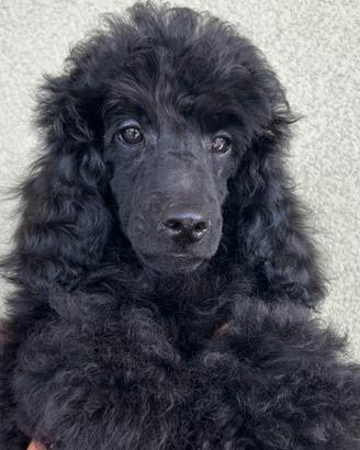 Barboncino Nano Nero