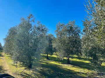Terreno rustico con casa