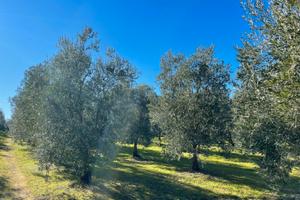 Terreno rustico con casa