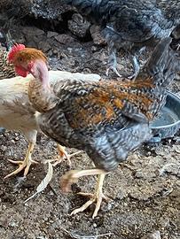Polli collo pelato