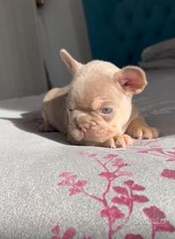 Bulldog francese