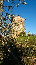 Fondo rustico con roccolo e ulivi