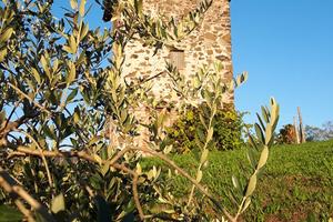Fondo rustico con roccolo e ulivi
