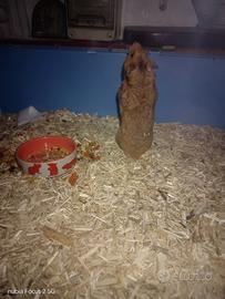 Criceto Dorato