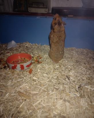 Criceto Dorato