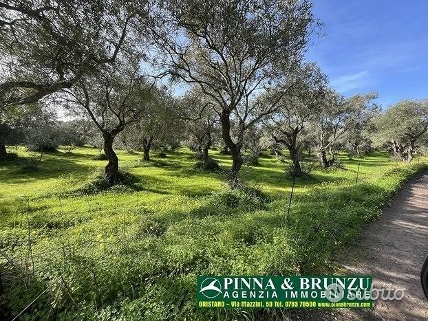 Oristano - ULIVETO 1.000 piante FORTE RIBASSO - Vista 2