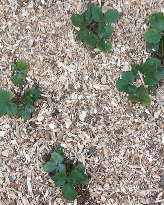 Pacciamatura per Orto Vasi Bordure Giardini