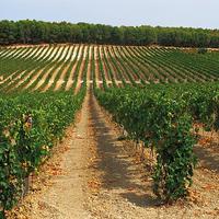 Diritto reimpianto quota vigneto