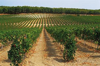 Diritto reimpianto quota vigneto