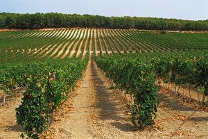 Diritto reimpianto quota vigneto