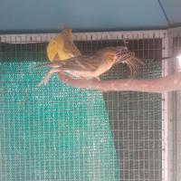 Canarini novelli agata