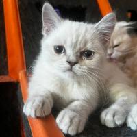 Scottish Straight - British color point femmina