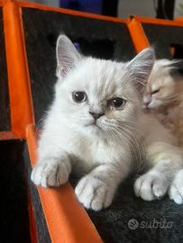 Scottish Straight - British color point femmina