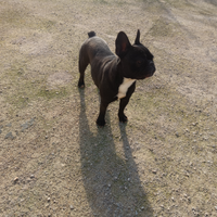 Bulldog francese femminuccia 2 anni pedigree Enci