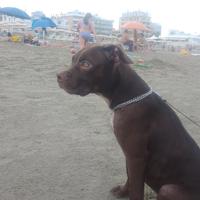 Pitbull di 4 mesi