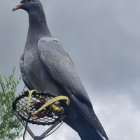 Piccioni cimbelli addestrati