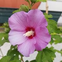 piantine di ibisco lilla