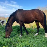 Cavallo