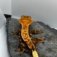 Correlophus ciliatus