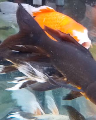 Tre Butterfly Koi 28 e 13 cm