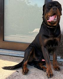 Rottweiler originale