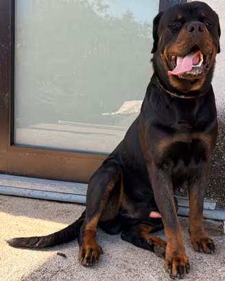Rottweiler originale