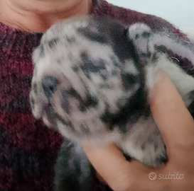 Cucciolo merle' bulldog francese 500