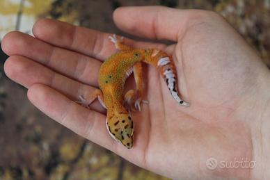 Geco Leopardino