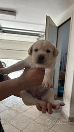 Cuccioli di labrador retriver
