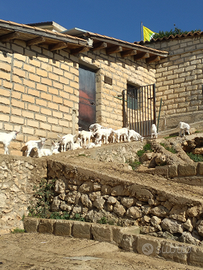 Capretti Girgentani