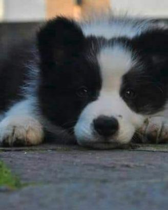 Cuccioli border collie super