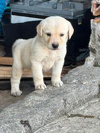 Labrador